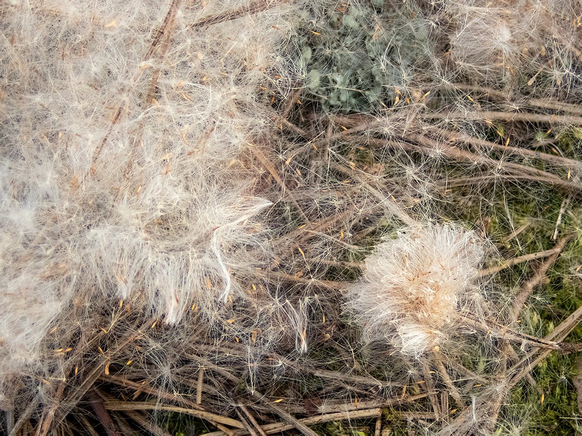 Изображение особи Typha angustifolia.