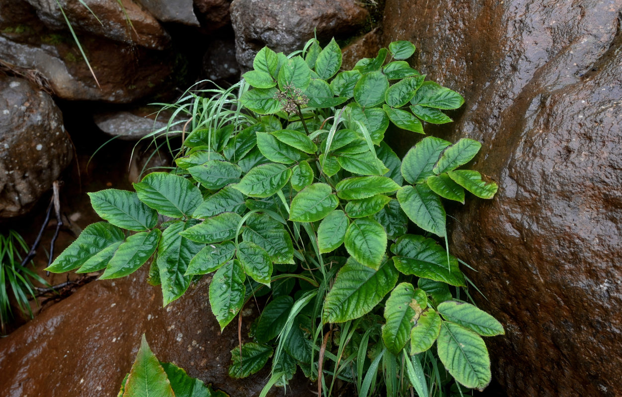 Image of Aralia cordata specimen.
