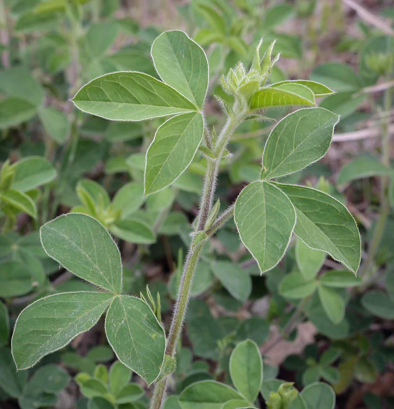Image of Argyrolobium biebersteinii specimen.