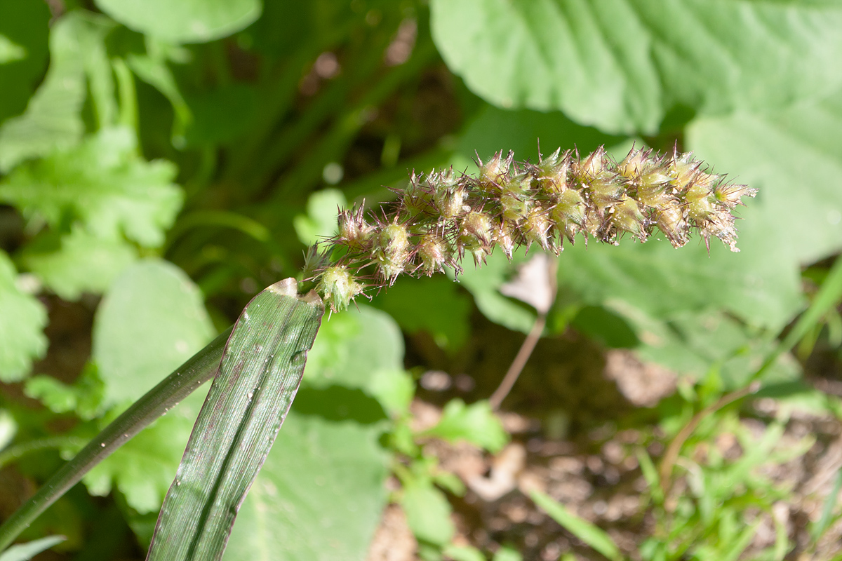 Image of Cenchrus echinatus specimen.