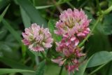 Trifolium hybridum