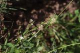 Galium uliginosum