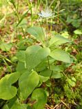 Trientalis europaea