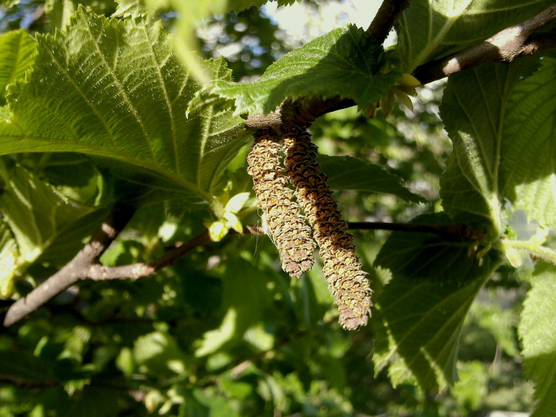 Изображение особи род Corylus.