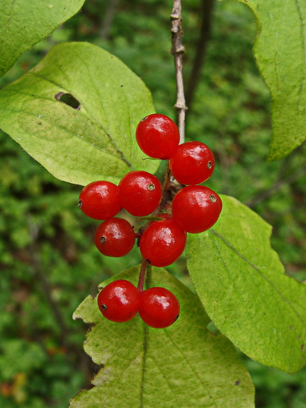 Image of Lonicera chrysantha specimen.