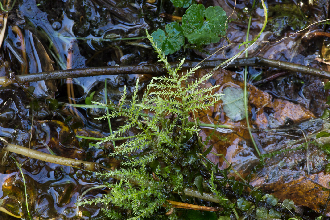 Image of Brachythecium rivulare specimen.