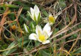 Ornithogalum fimbriatum