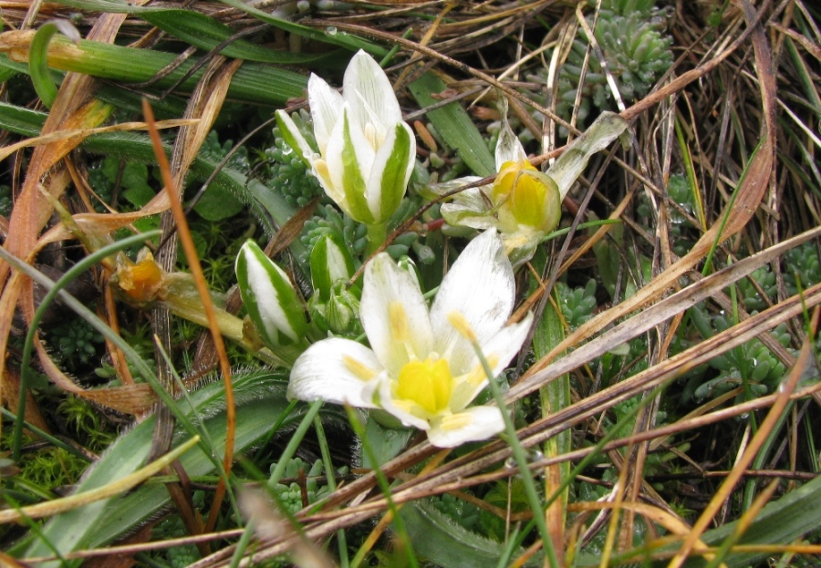 Изображение особи Ornithogalum fimbriatum.