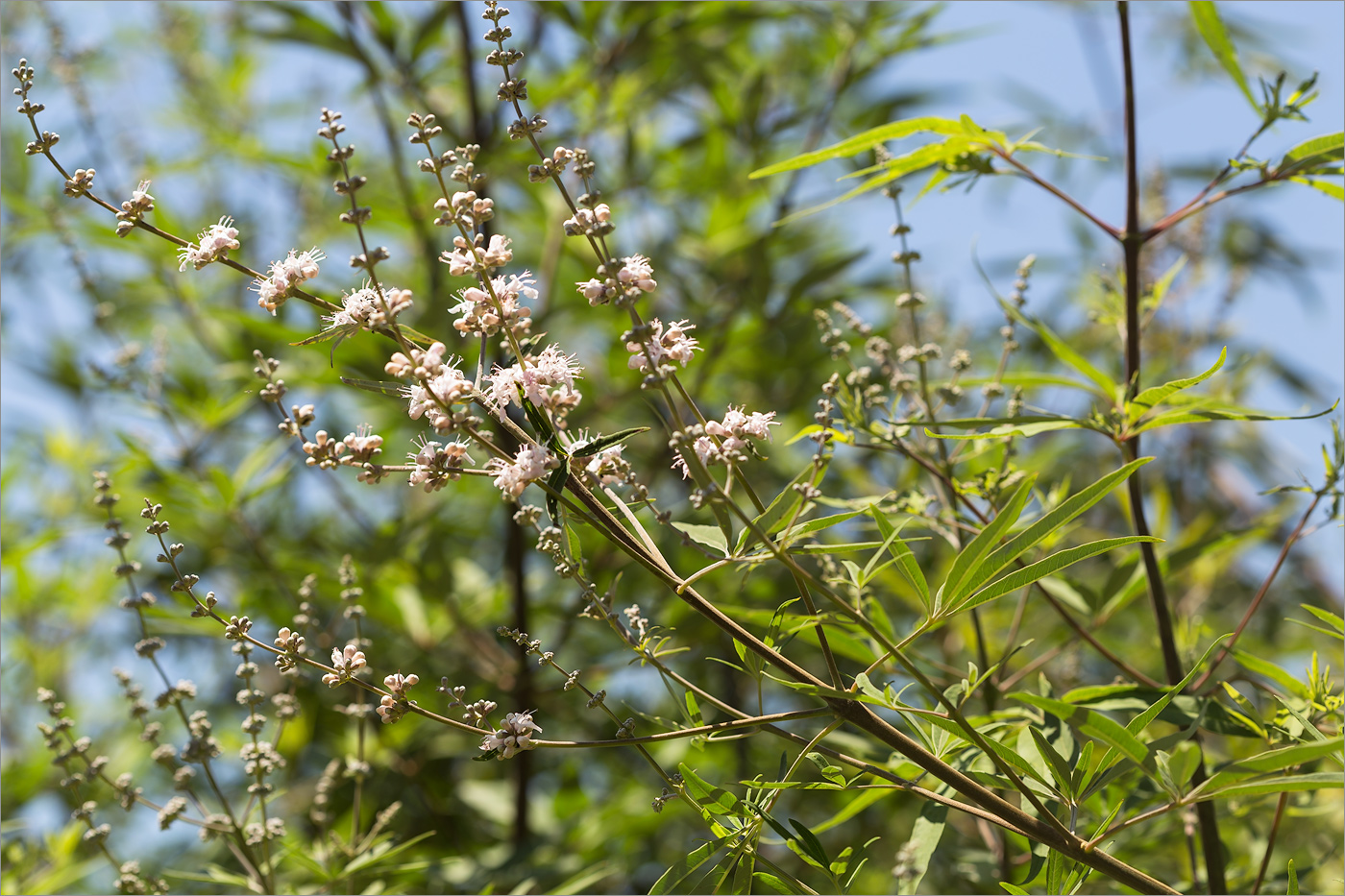 Image of Vitex agnus-castus specimen.