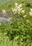 Filipendula ulmaria
