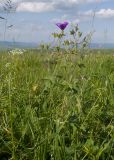 Geranium gymnocaulon