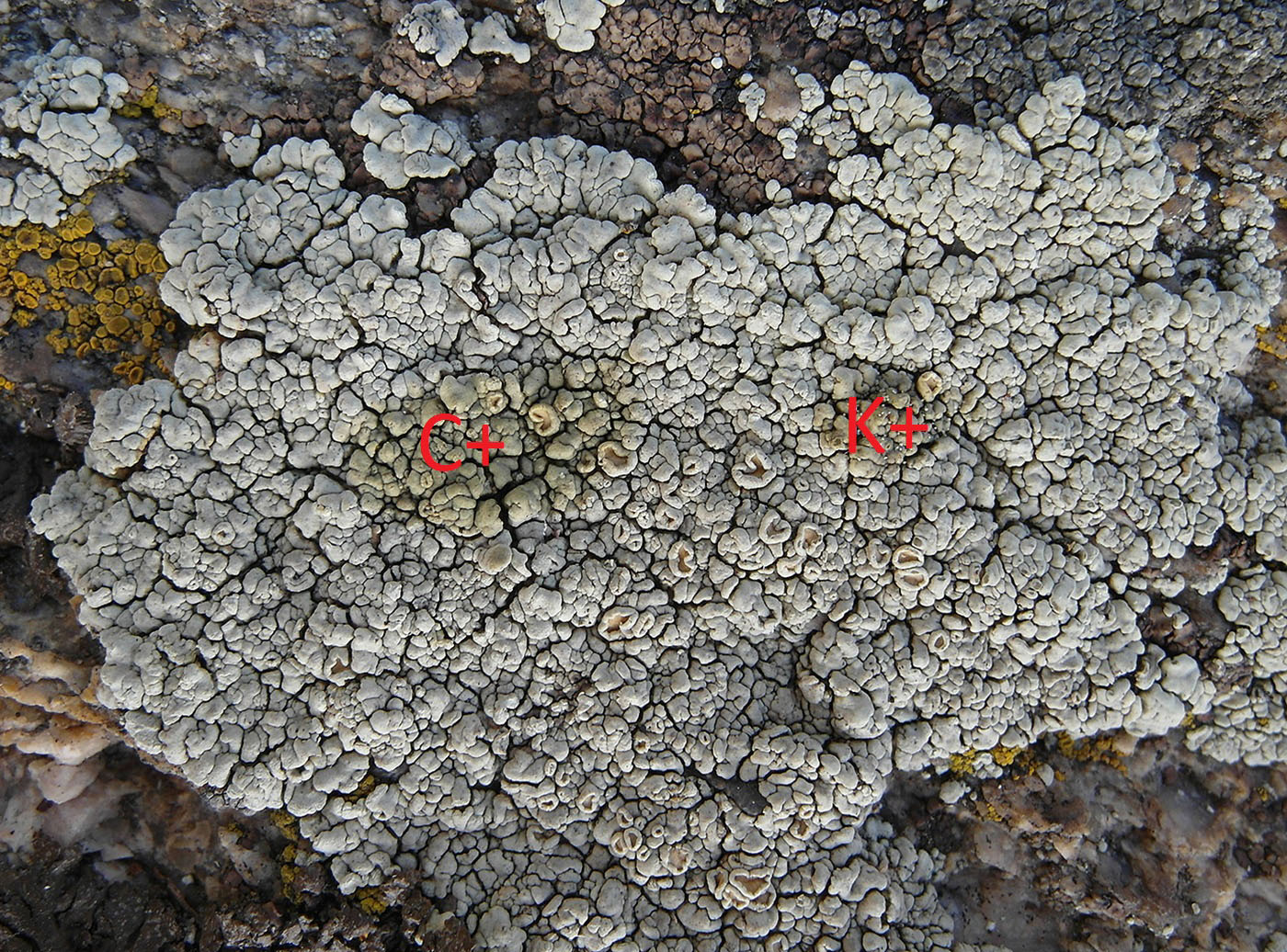 Image of Rhizoplaca subdiscrepans specimen.