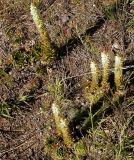 Orostachys spinosa. Цветущие растения. Бурятия, полупустыня у Ю побережья оз. Гусиное, 12 августа 2005 г.