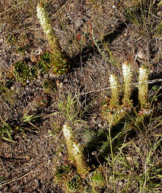 Изображение особи Orostachys spinosa.