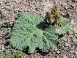 Rheum maximowiczii