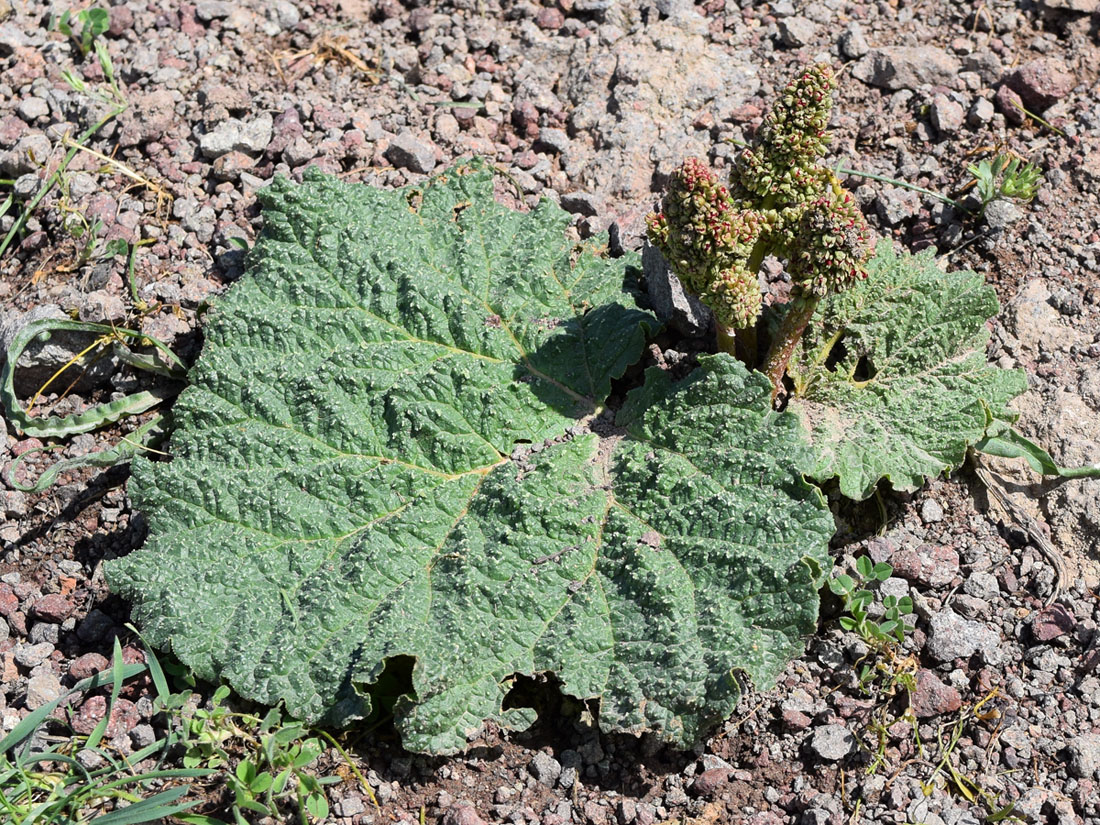 Image of Rheum maximowiczii specimen.
