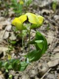 Lathyrus aphaca