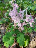 Corydalis caucasica