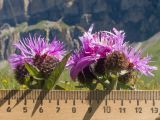 Centaurea abbreviata
