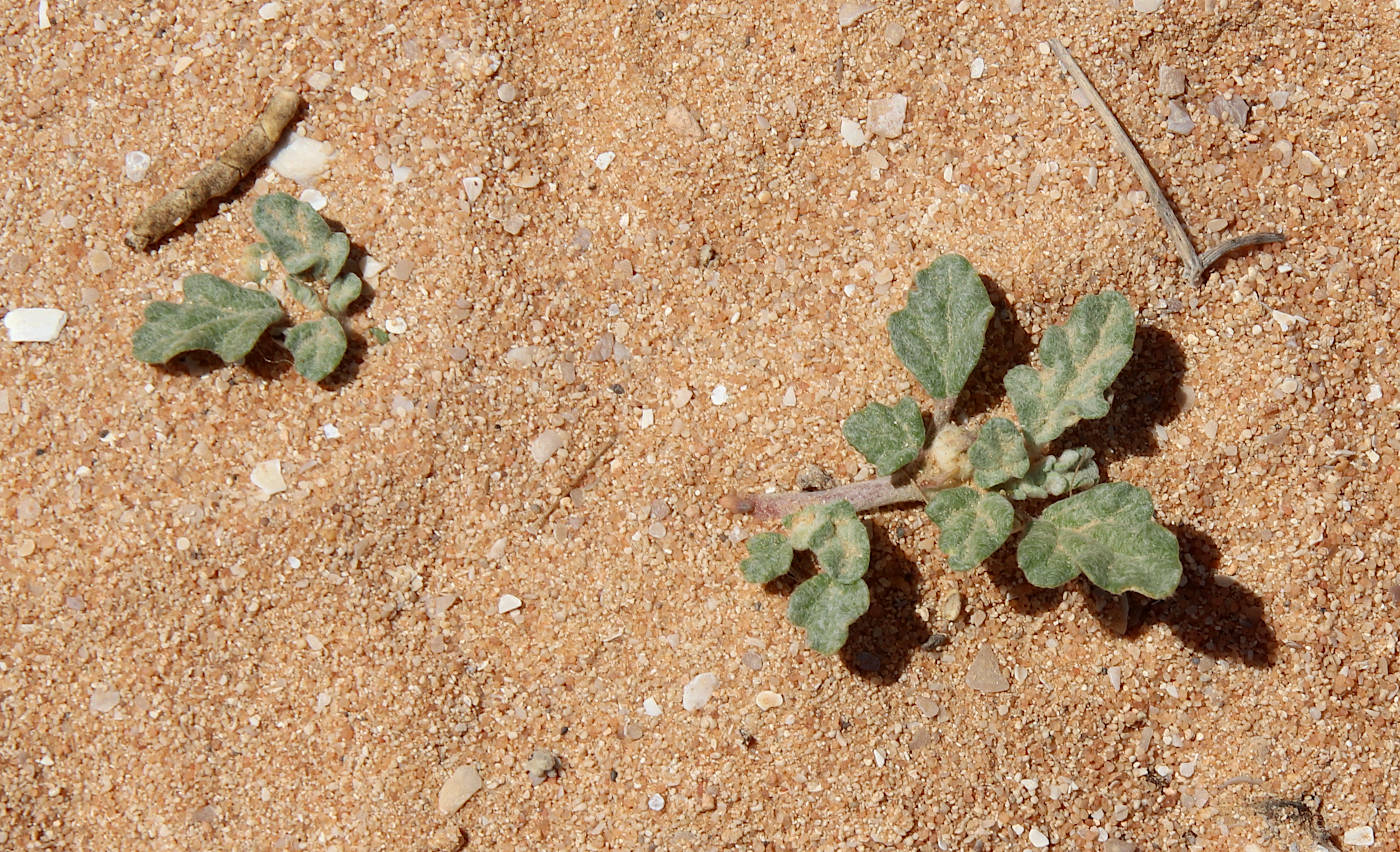 Image of Neurada procumbens specimen.