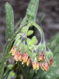 Lindelofia tschimganica