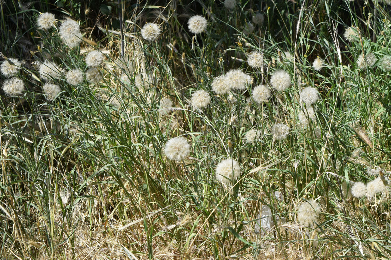 Изображение особи Tragopogon graminifolius.