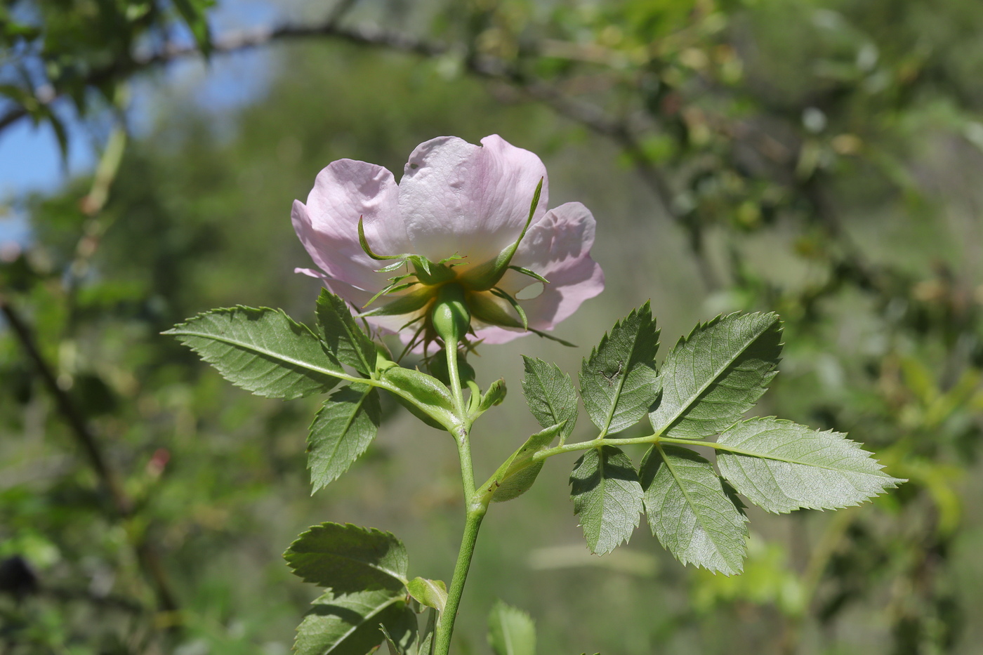 Image of Rosa canina specimen.