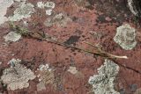 Poa subspecies vivipara