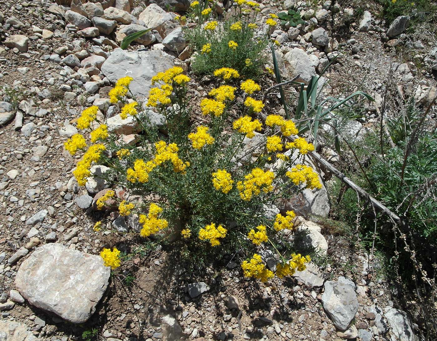 Изображение особи Hypericum scabrum.