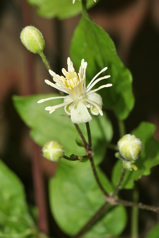 Image of Clematis vitalba specimen.