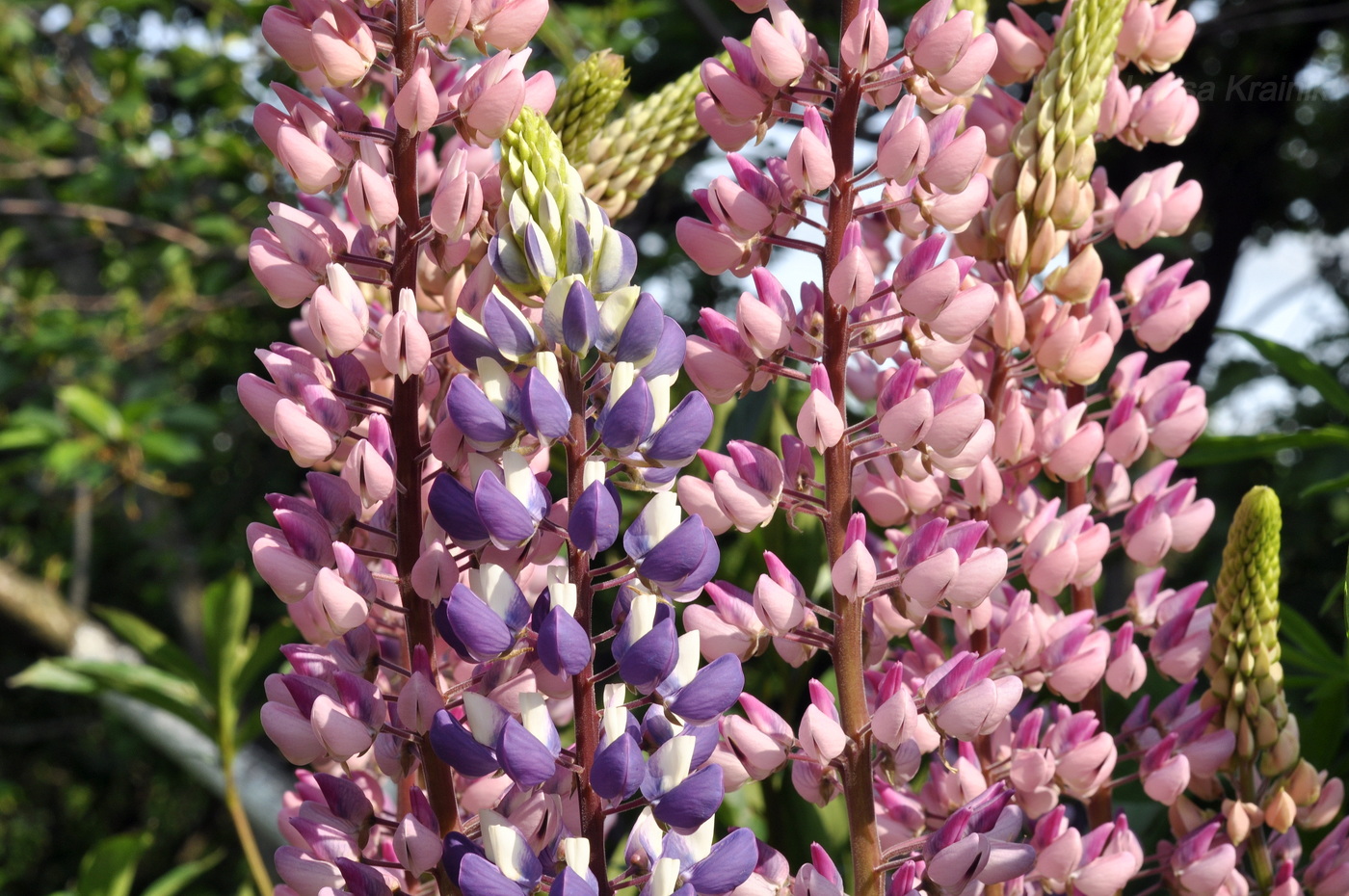 Image of Lupinus × regalis specimen.