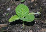 Nicotiana tabacum
