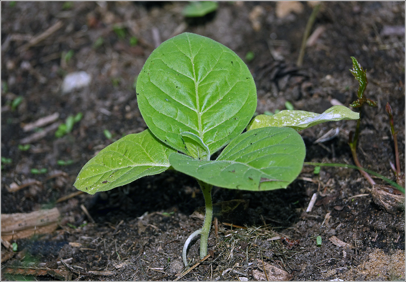 Image of Nicotiana tabacum specimen.