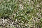 Leopoldia caucasica