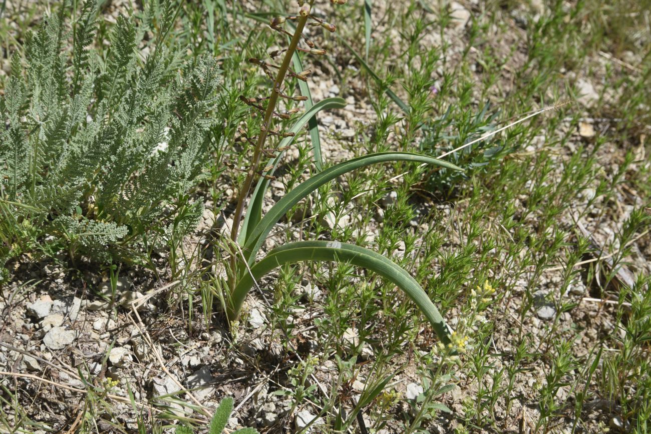 Image of Leopoldia caucasica specimen.