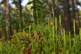 Lycopodium annotinum