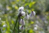 Eriophorum angustifolium