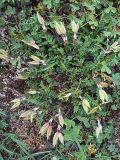 View full-size image unknown species