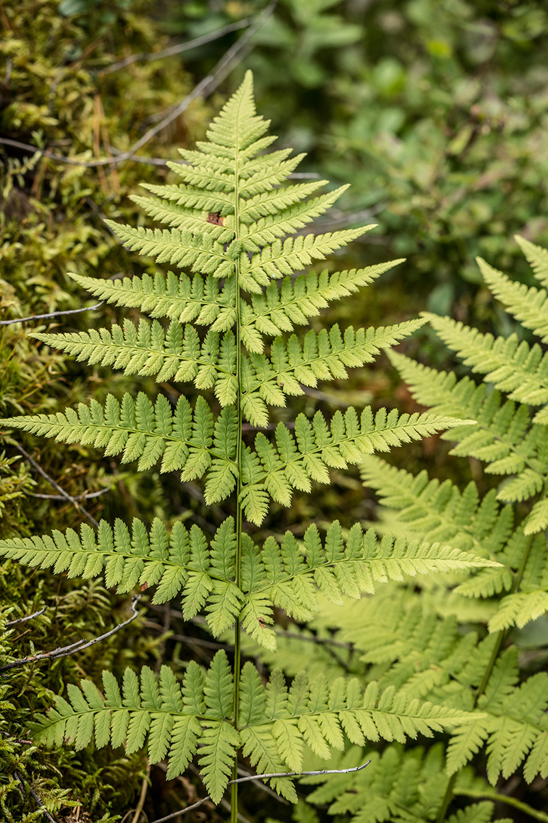 Image of Dryopteris carthusiana specimen.