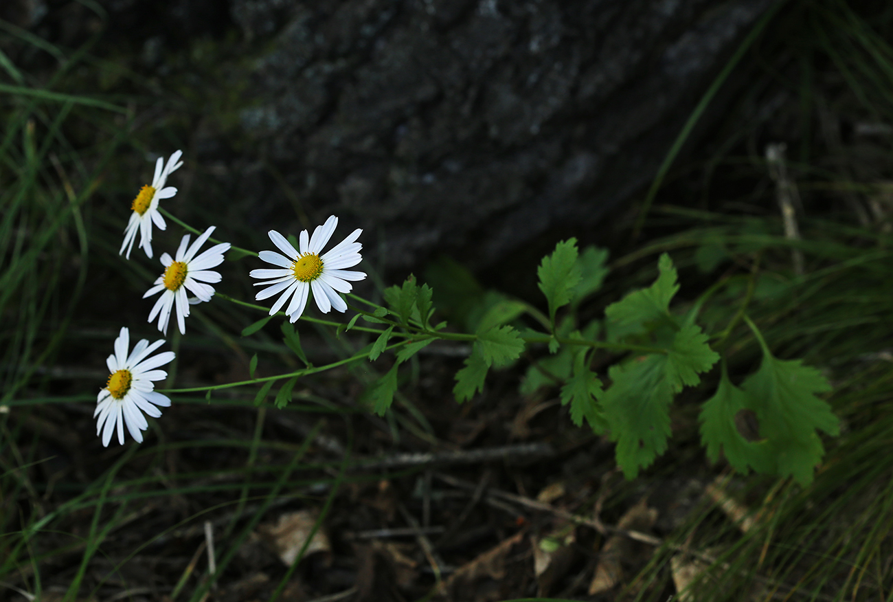 Изображение особи Chrysanthemum naktongense.