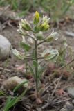 Alyssum hirsutum. Цветущее и плодоносящее растение. Южный Берег Крыма, зап. склон п-ова Меганом. 4 апреля 2011 г.