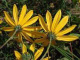 Helianthus tuberosus