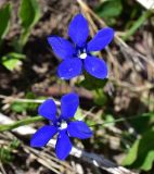 Gentiana angulosa