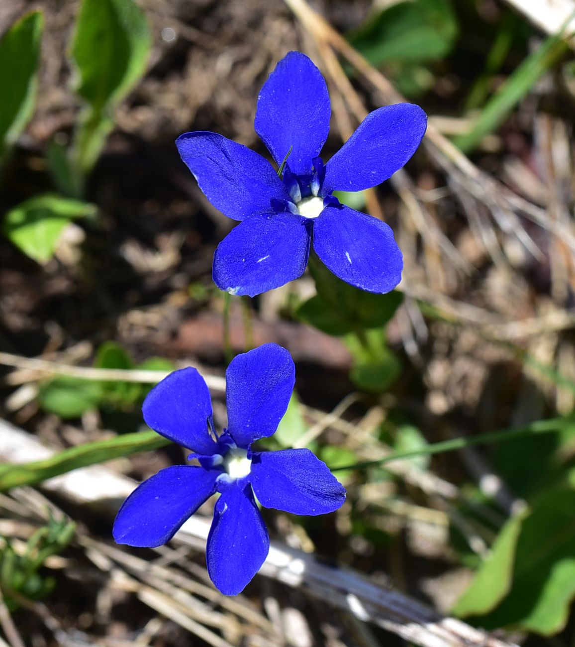 Изображение особи Gentiana angulosa.