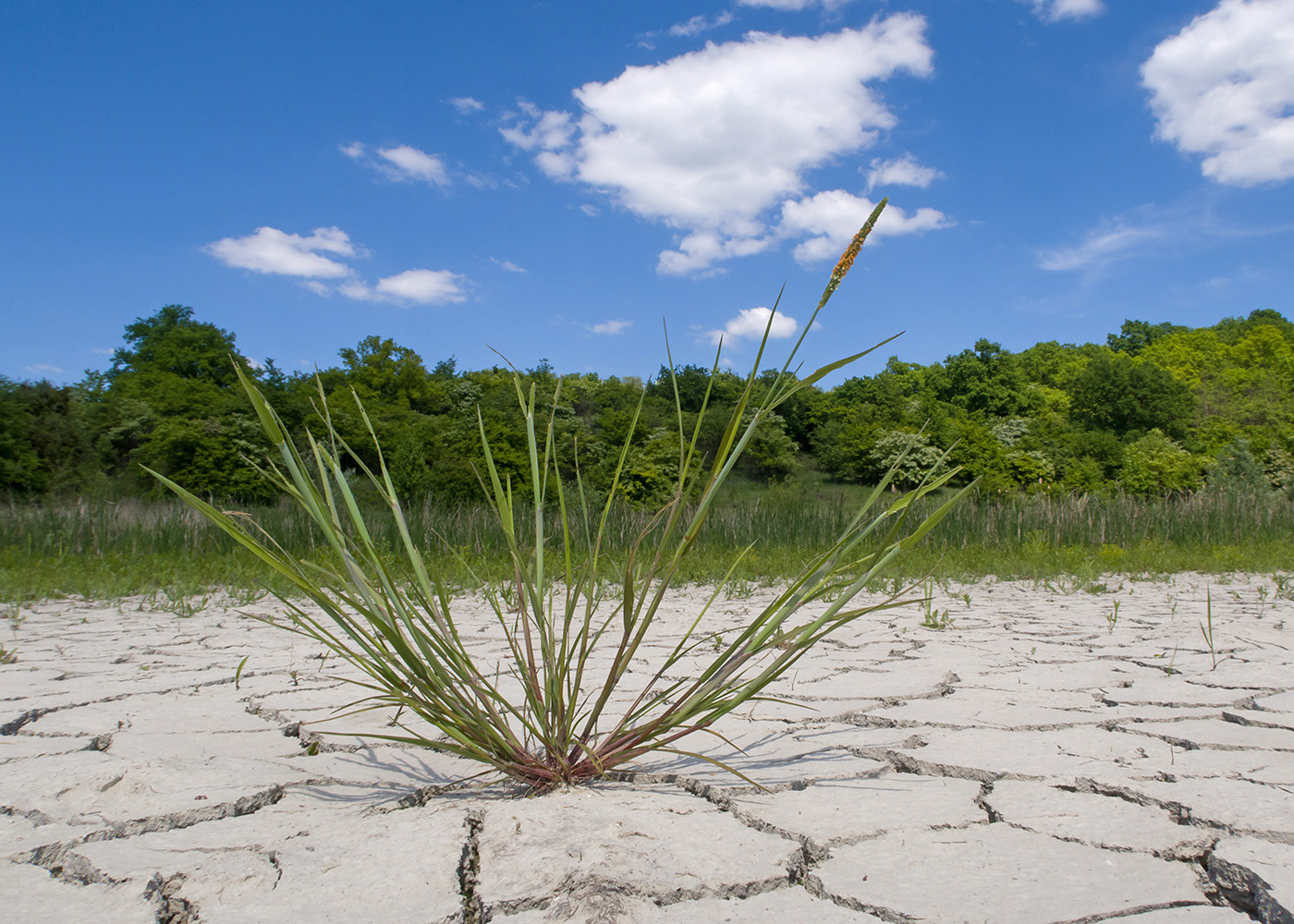 Изображение особи Alopecurus aequalis.