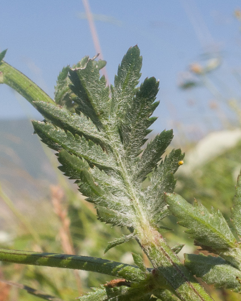 Изображение особи Anthemis melanoloma.