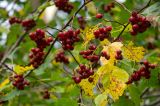 genus Crataegus. Соплодия и листья в осенней окраске. Пермь, Свердловский р-н. 21 сентября 2024 г.
