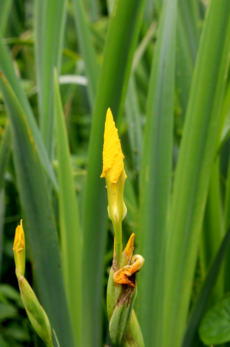 Изображение особи Iris pseudacorus.