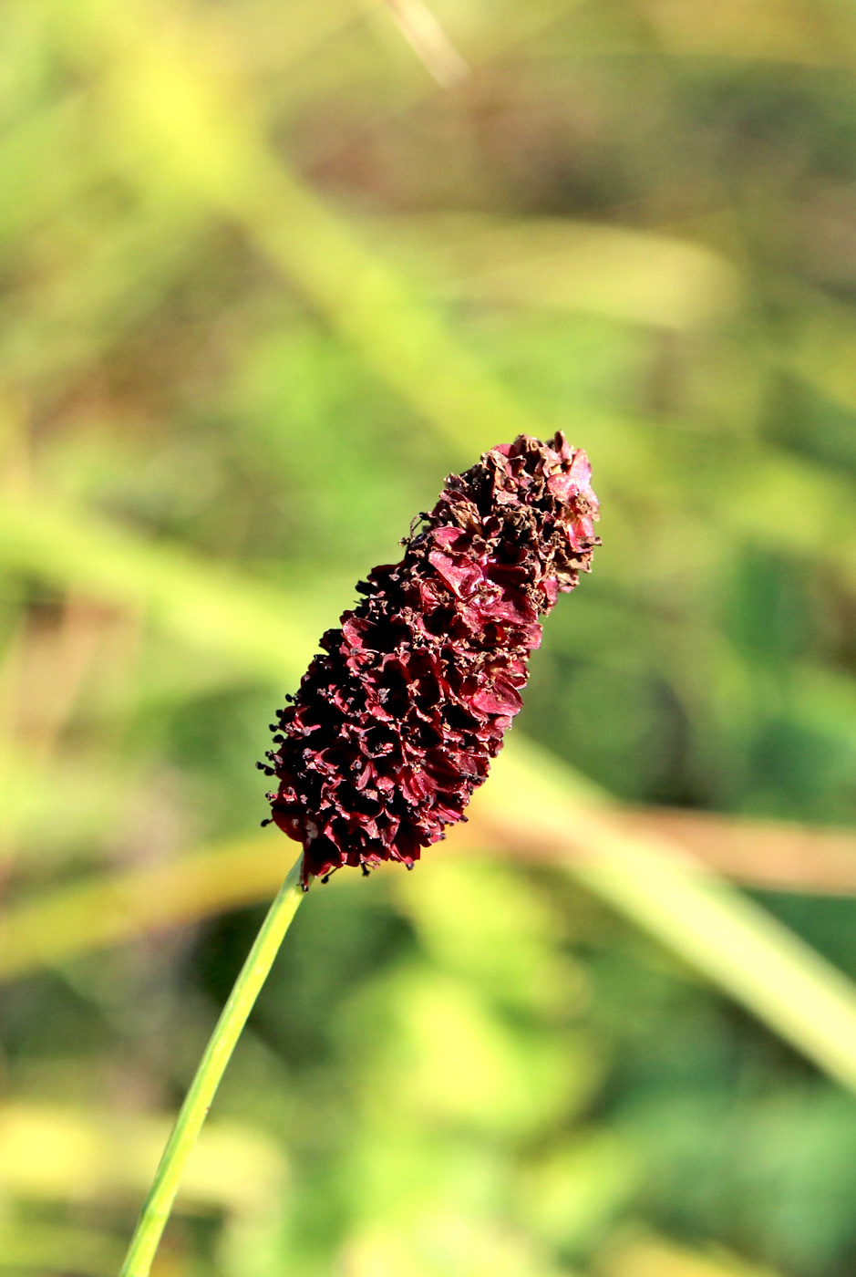 Изображение особи Sanguisorba officinalis.