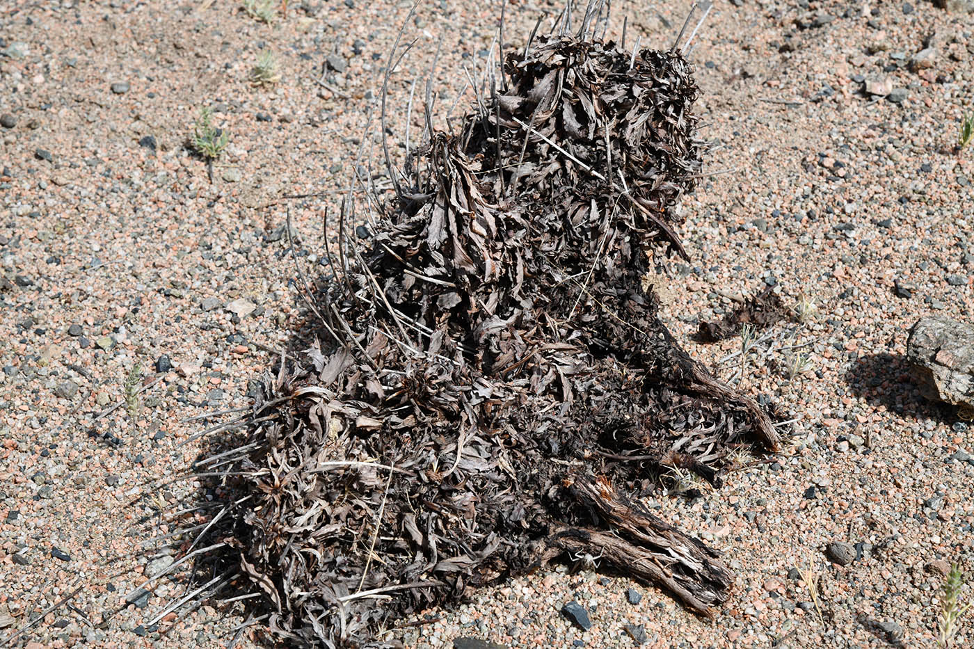 Изображение особи Ikonnikovia kaufmanniana.